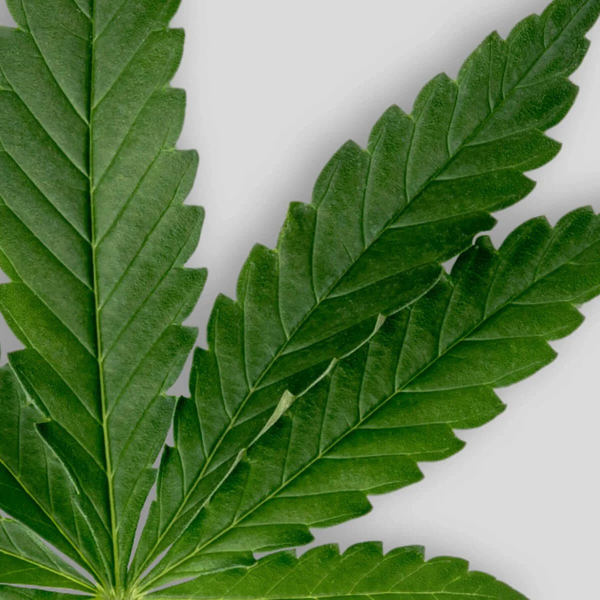 Huile de chanvre BIO 50 ml - SOWÉ Botanic Lab