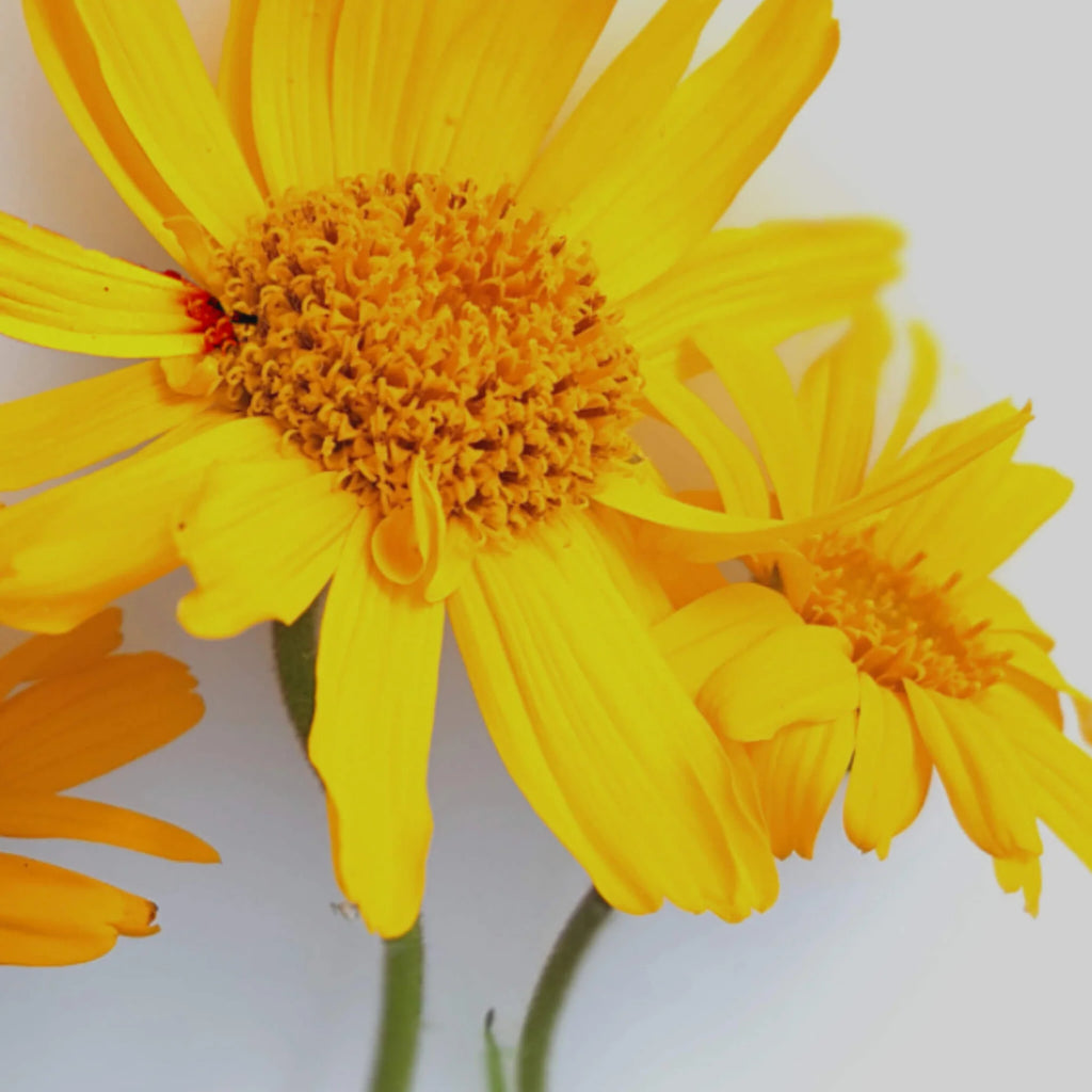 Huile d'arnica BIO 50 ml- SOWÉ Botanic Lab