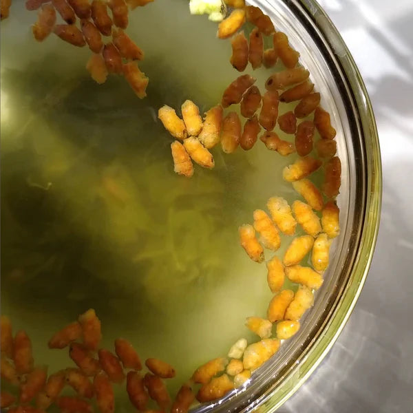 Thé Genmaicha – Anatae