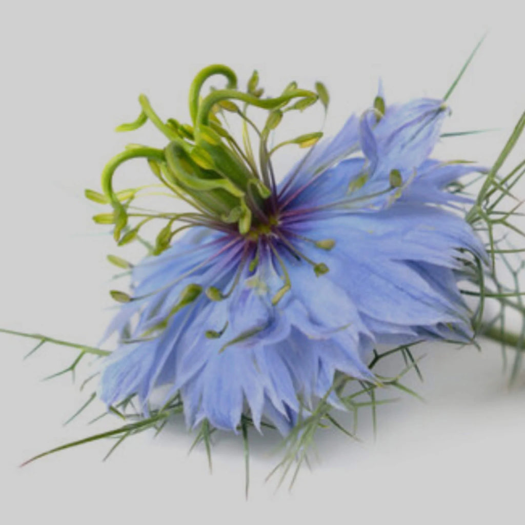 Huile de nigelle BIO 50 ml - SOWÉ Botanic Lab